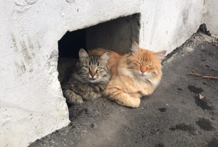 Подвалы откроют для котиков